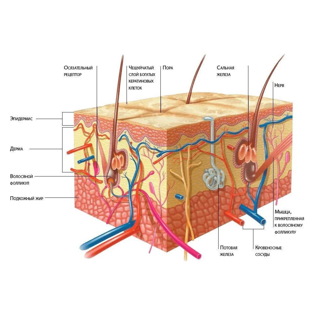 Какие структуры в дерме человека. Слой кожи 1)  эпидермис 2)  дерма. Строение кожи слои. Эпидермис дерма подкожная клетчатка. Слои структуры строения кожи.