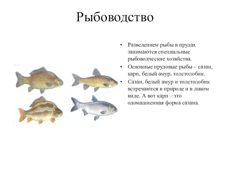 Презентация на тему рыбоводство. Рыбоводство доклад. Доклад на тему рыбоводство 3 класс окружающий мир. Рыбоводство проект. Породы разводимых рыб