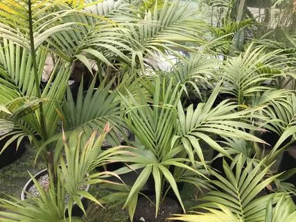 Plant impact