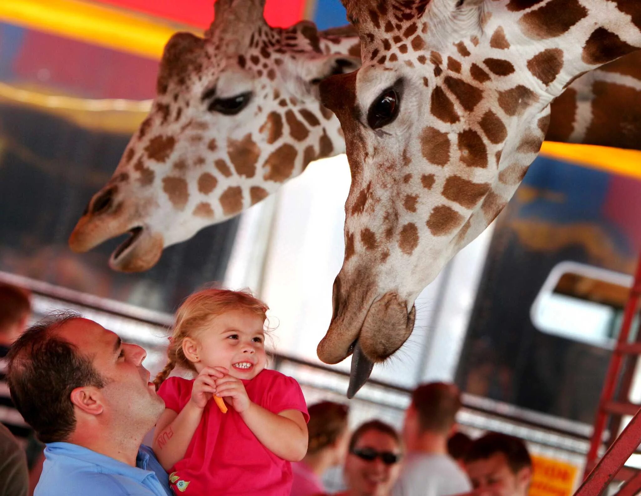 Обезьяна в зоопарке. В зоопарке весело и шумно распушил. В зоопарке весело и шумно распушил. Наш веселый зоопарк. Фильмы про животных для детей.