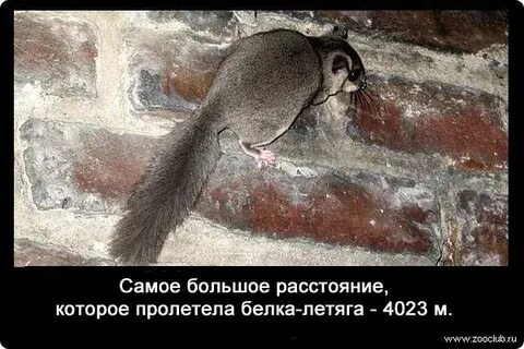 Свет о белке правду бает