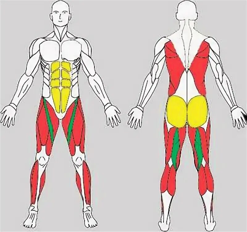 Группы мышц при беге. Бег мышцы задействованы. Мышцы которые задействуются при беге. Бег мышцы схема.