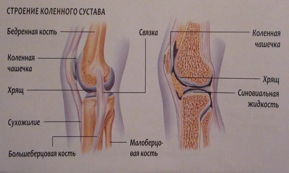 Коленный сустав анатомия человека. Коленный сустав анатомия строение кости. Коленный сустав анатомия строение рисунок. Связки коленного сустава анатомия.