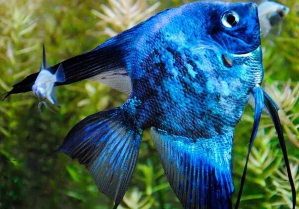 Скалярия параиба фантом. Смоки голубой скалярия. Скалярия параиба фантом. Скалярия смоки. Скалярия фантом.