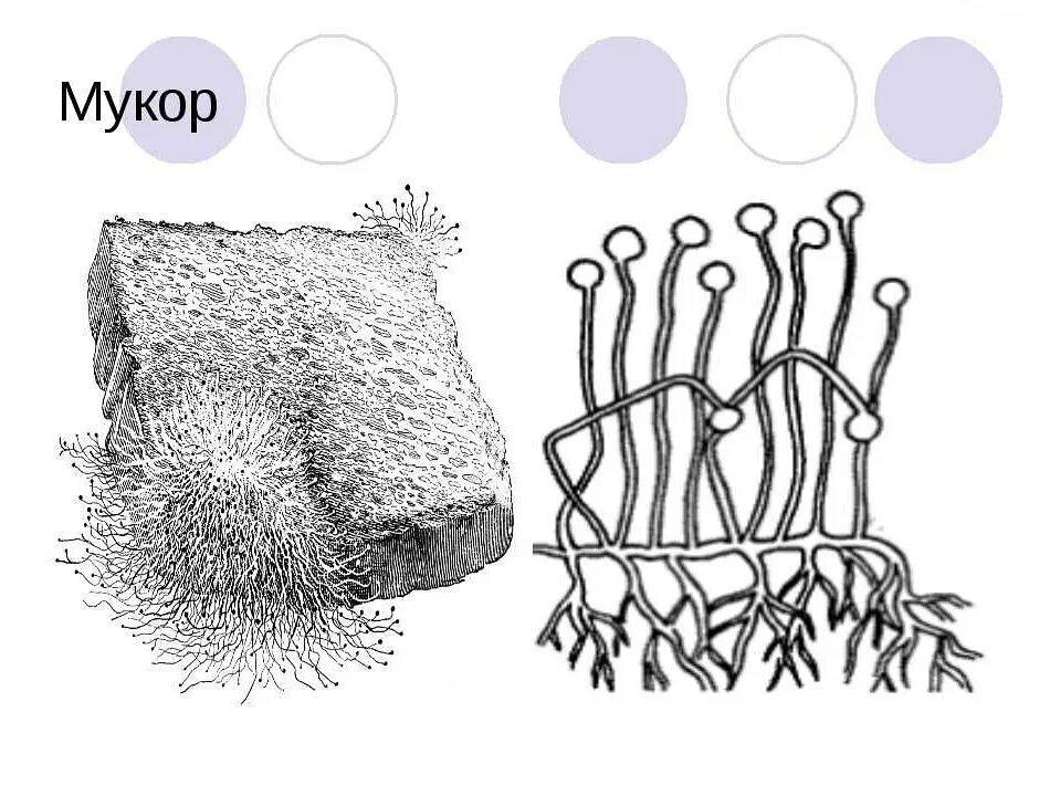 Примеры мукора. Плесень гриб мукор. Рисунок плесневого гриба мукор. Мицелия мукора грибница. Зигомицеты строение мицелия.