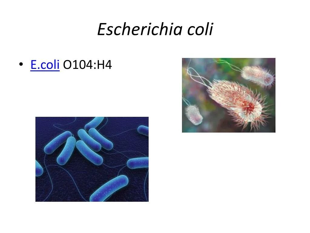 Автолиз Escherichia coli. Эшерихии семейство. Эшерихия коли презентация. Эшерихии зарисовать. Escherichia coli что это у мужчин