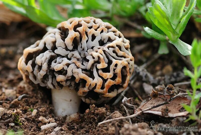Сумчатый сморчок гриб. Аскомицеты грибы. Аскомицеты шампиньоны. Сумчатые грибы. Сумчатые грибы аскомицеты.