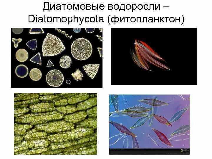 Что ученые называют фитопланктоном дайте определение. Хлоропласт диатомовых водорослей. Диатомовые водоросли хлорофилл. Планктонные диатомовые водоросли. Фитопланктон диатомовые.