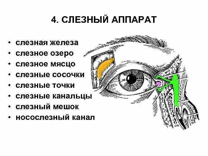 Слезное мясцо и слезное озеро. Слезная железа и слезный канал функции. Строение глаза слезное мясцо. Строение глаза слезная железа. Где слезная железа