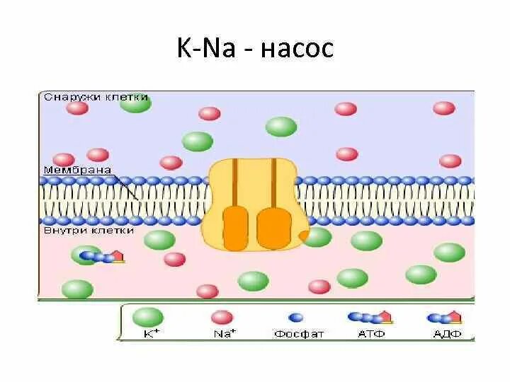 Be mg na k. Калий натриевый насос схема. Схема работы na+/ k+ -насоса. Нптрий калиевый насос схем. Na +/ k +-атфаза или na +/ k +-помпа.