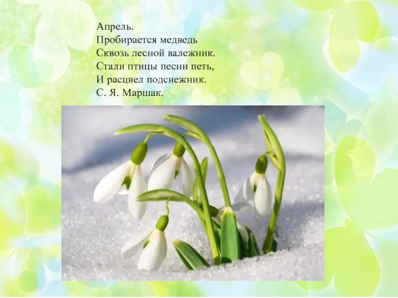 Стихи про весну для детей короткие. Песня расцвел подснежник. Соловьев подснежник. Подснежник. Апрель подснежник.