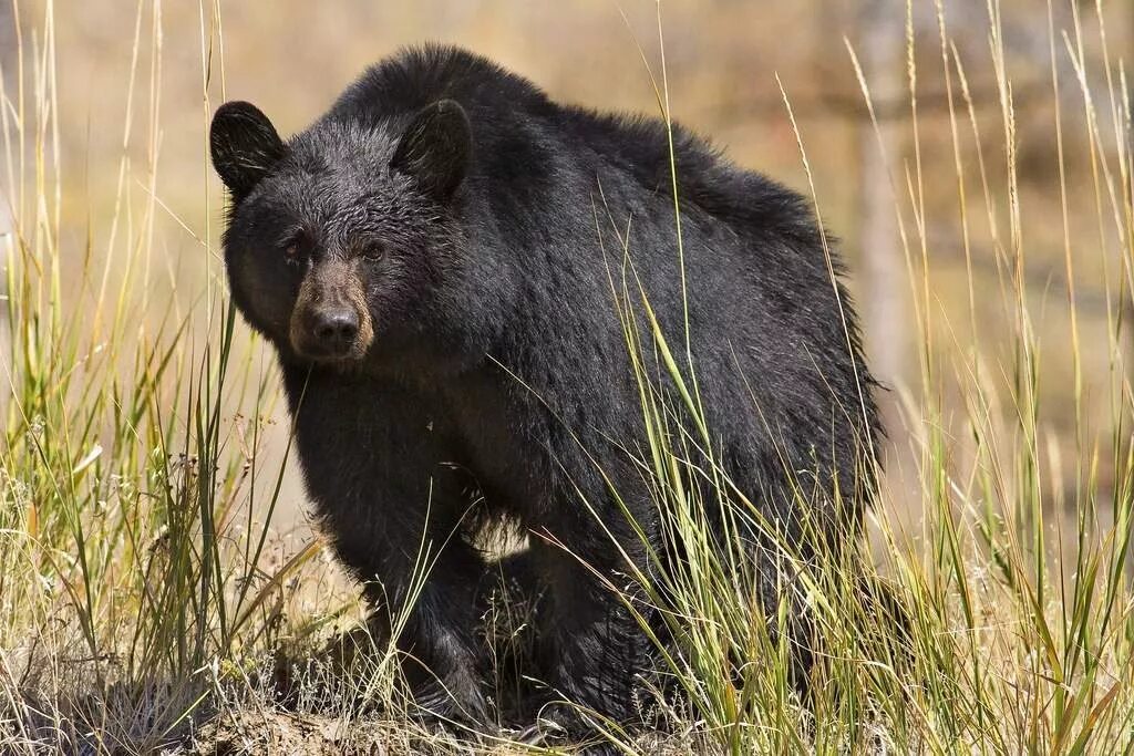 Распространенные животные северной америки. Барибал медведь. Барибал Медвежьи. Фауна Америки. Американский чёрный медведь.