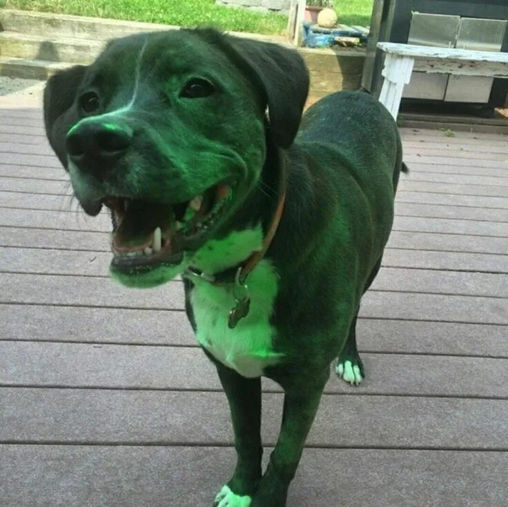 Nova Scotia Couple Welcomes a Surprising Addition: A Green Puppy