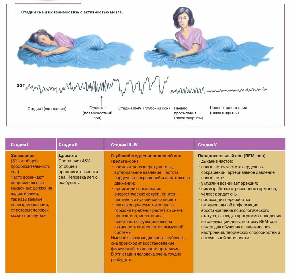 Фазы сна. Фазы сна для пробуждения. Продолжительность фаз сна. Сон этапы по времени. Через сколько после сна можно