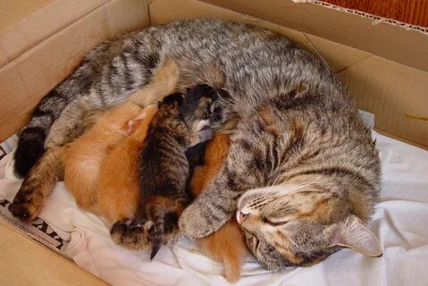 Сон кошка кормит котят
