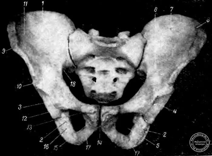 гребни подвздошных костей. кости таза ран генанатомтя. ренгеноанатомия кости таза. анатомия костей таза рентген. тазобедренный сустав рентген анатомия.