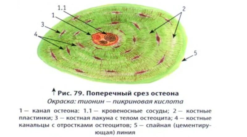 Пластинчатая костная ткань поперечный срез трубчатой кости. Пластинчатая костная ткань препарат гистология. Декальцинированная компактная кость гистология. Пластинчатая костная ткань продольный срез.