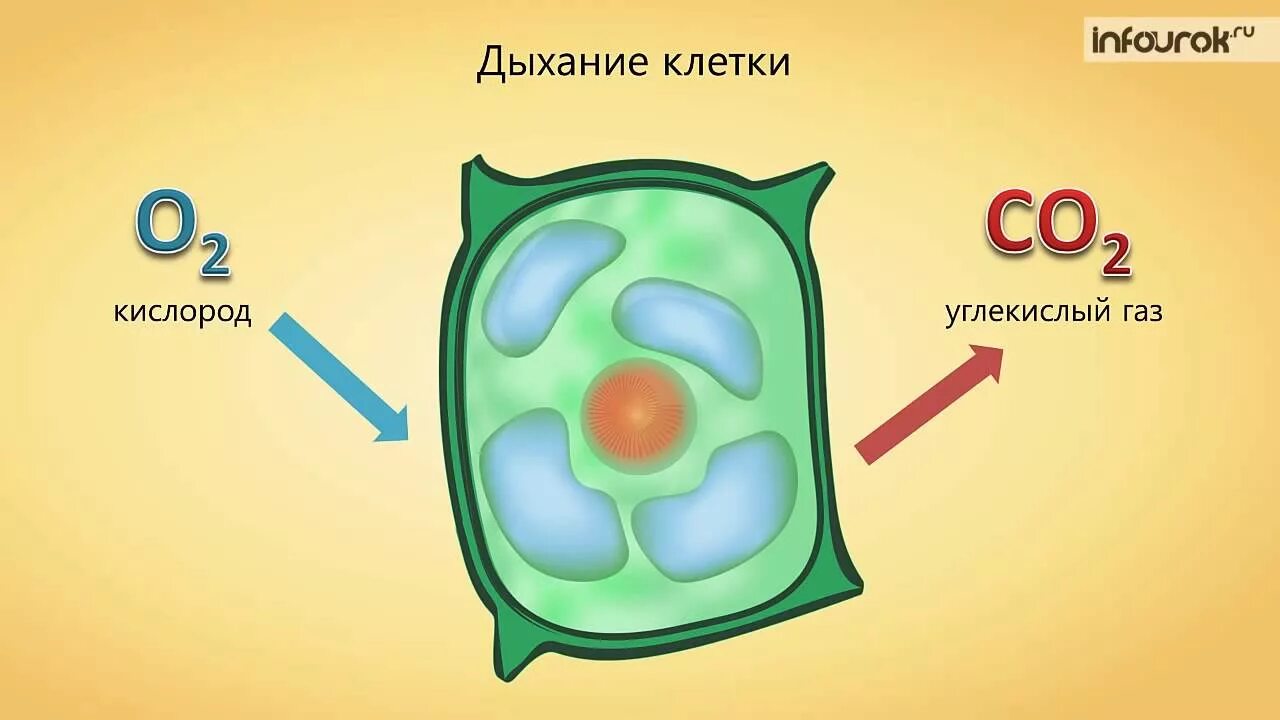 Плод человека получает кислород через