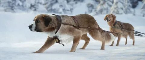 Клипы где собаки