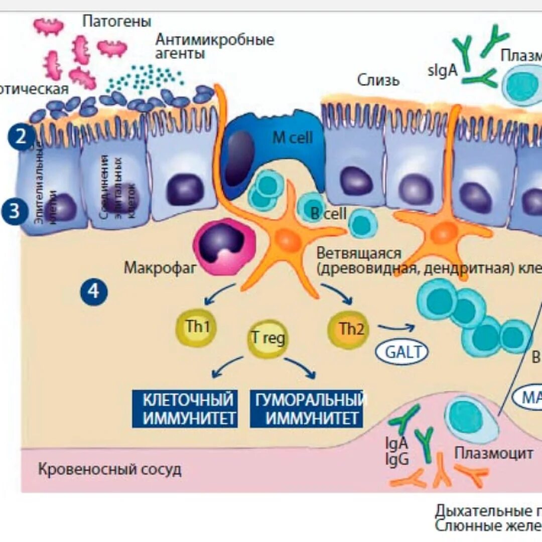 Строение иммунной клетки. Иммунная система ЖКТ. Клетки иммунитета в кишечнике. Микробиота и иммунитет человека. Проникать в слизистую оболочку