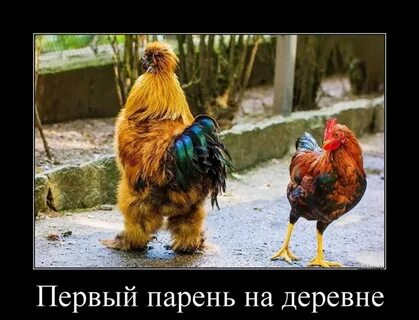 Петухи добрые