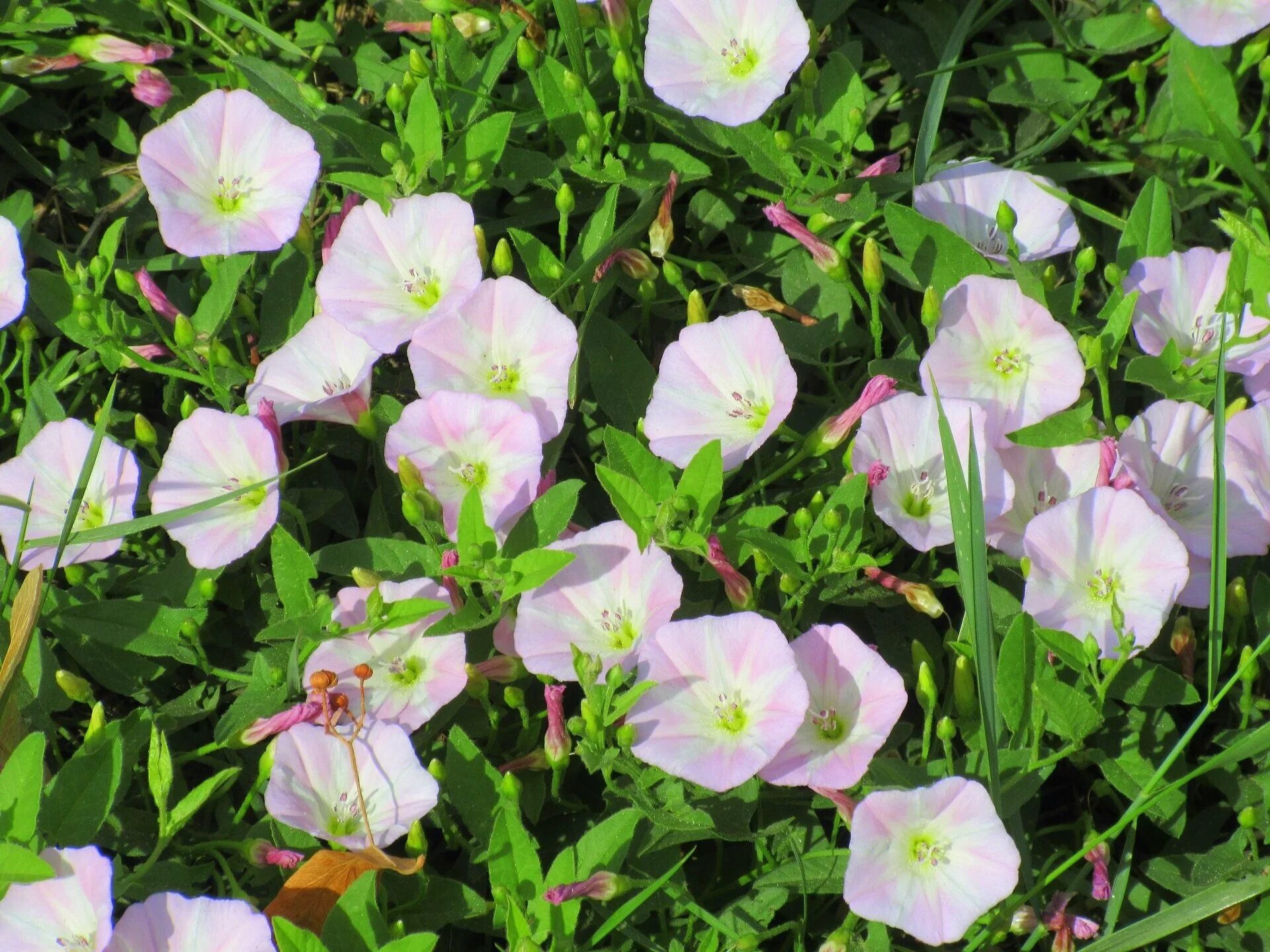 Березка полевая. Вьюнок полевой (Convolvulus arvensis). Вьюнок полевой (Convōlvulus arvēnsis). Вьюнок полевой Березка. Вьюн Луговой.