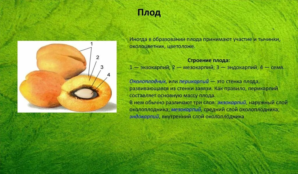 Строение плода. В образование плода учавствуют. Наружный слой околоплодника. Из чего образуются части плода. Из чего образуется плод абрикоса впр