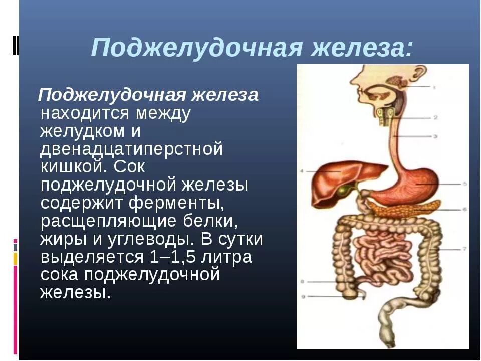 Панкреатический сок содержит. Пищеварительный сок поджелудочной железы. Сок поджелудочной железы выделяется в. Где находится поджелудочный сок. Сок поджелудочной железы содержит.