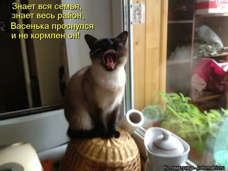 Приколы с котами до слез с надписями. Котики с подписями смешные до слез. смешные коты до слёз с подписями. смешные котики фото с подписями до слёз. приколы про котов очень смешные с надписями.