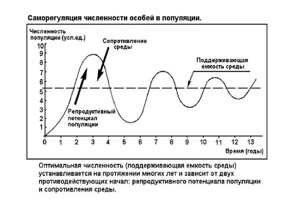 Схема саморегуляции численности популяции. Схема регуляции численности популяции. Механизмы регуляции численности популяции. График численности популяции.