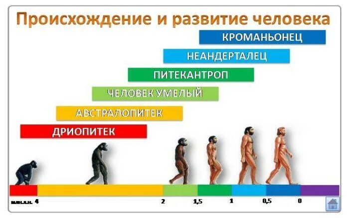 Древние люди в хронологической последовательности. Ступени развития человека хомо сапиенс. Хомо сапиенс неандерталец кроманьонец этапы развития человека. Ступени развития человека Антропогенез. Этапы становления человека схема.