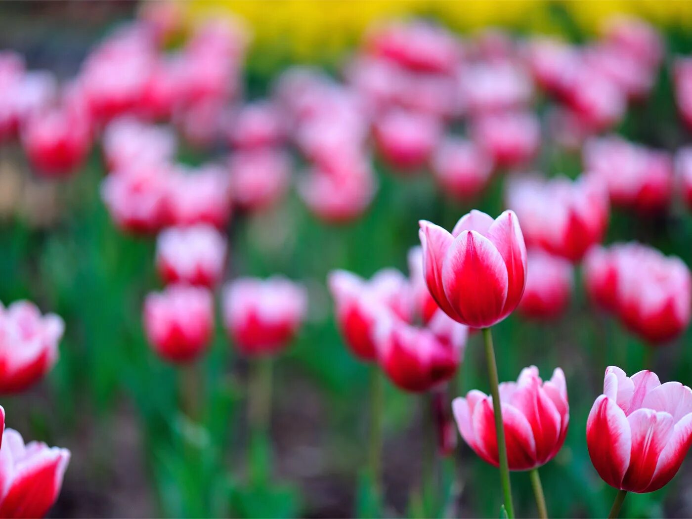 Tulip 2