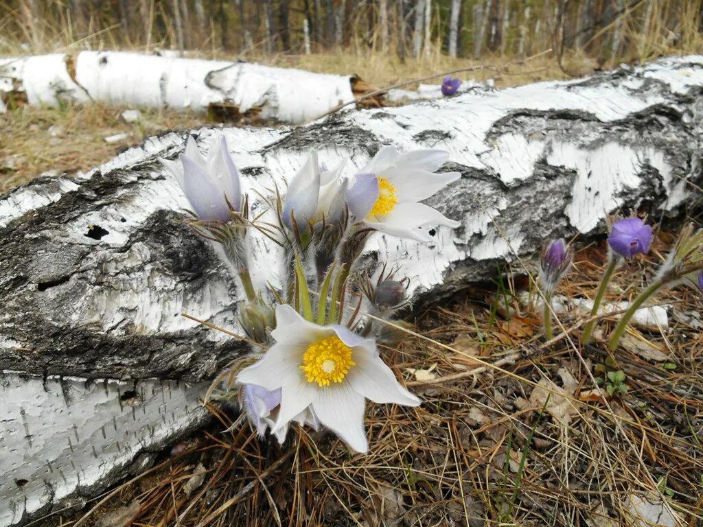 Самый первый цветок после зимы