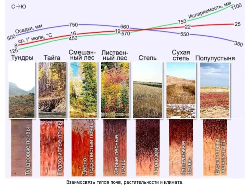 Типы почв России таблица 6 класс география. Тип почв зон России. Росси почвы зоны России природные. Типы почв России 8 класс.