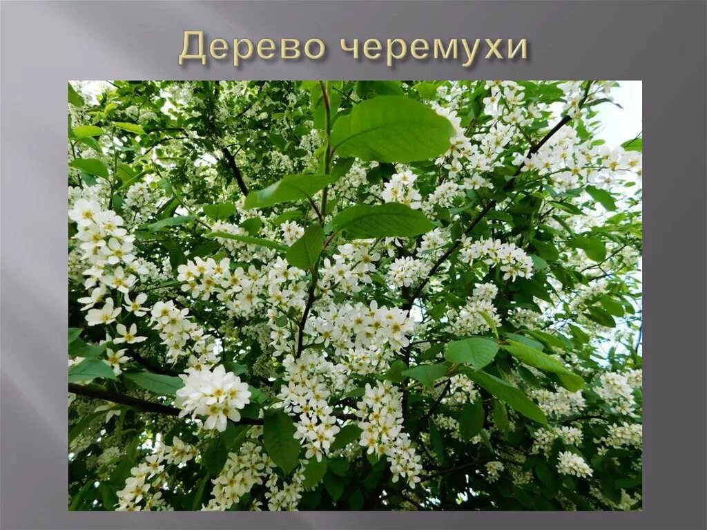 Черемуха латынь. Черёмуха обыкновенная Padus avium. Черемуха обыкновенная (Prunus Padus). Черёмуха обыкновенная (Padus racemosa, avium). Черемуха обыкновенная черемуха Птичья.