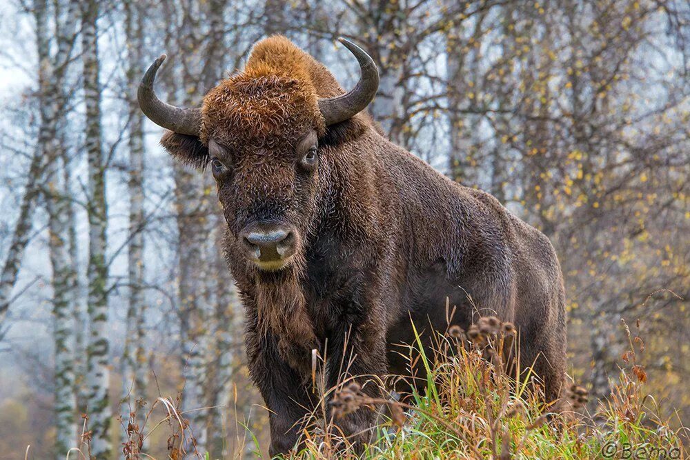 Алтайский горный козерог. Какие животные обитают в алтайском. Соболь зверек тайги. Какие животные обитают в алтайском. Алтай зубры заказник.