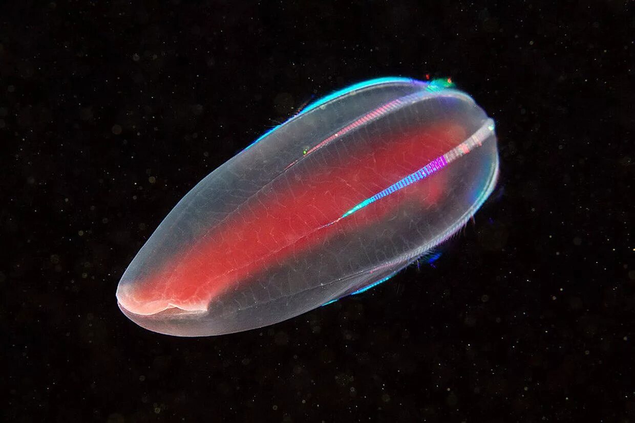 Comb jellies. Гребневик Берое. Медуза Гребневик. Beroe ovata. Гребневика Берое (Beroe ovata).