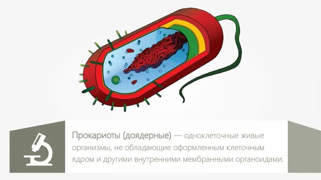 Прокариоты теория