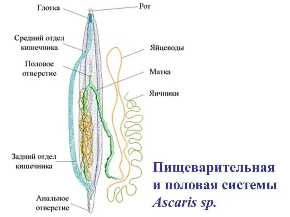 Тип круглые черви пищеварительная. Половая система круглых червей схема. Пищеварти система круглых червей. Пищеварительная система круглых червей схема. Пищеварительная система нематод схема.