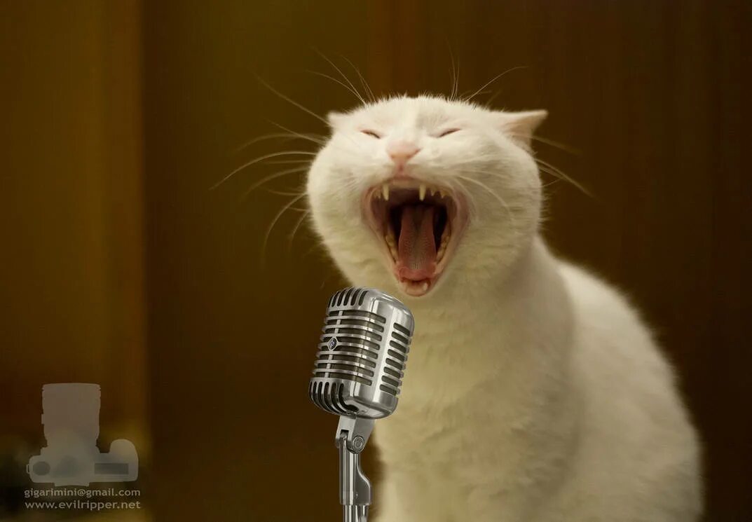 Cats can sing. Singing Cat. Кошка пение для ясельной. Singing Cats and cniffes. Singing Cat meme.