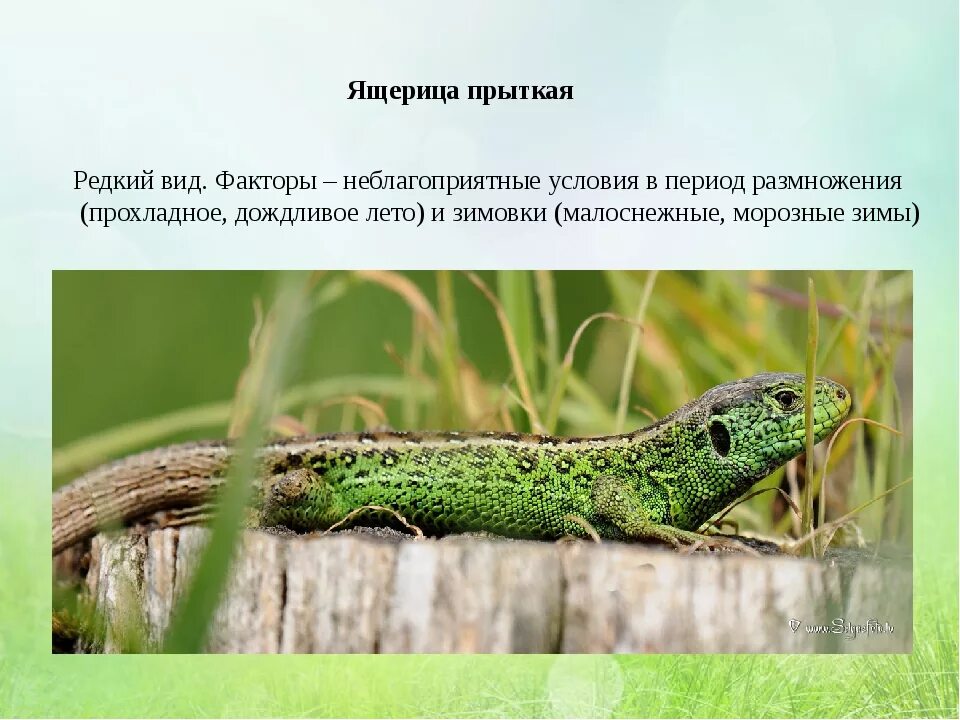 Ящерица красной книги. Зеленая прыткая ящерица. прыткая ящерица информация. прыткая ящерица красная книга. прыткая ящерица класс.