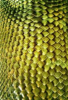 Dragon skin