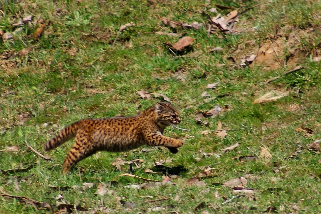 Чилийская кошка кодкод. Кодкод. Чилийская кошка или кодкод (leopardus guigna). Пампасская кошка. Андская кошка leopardus jacobitus.