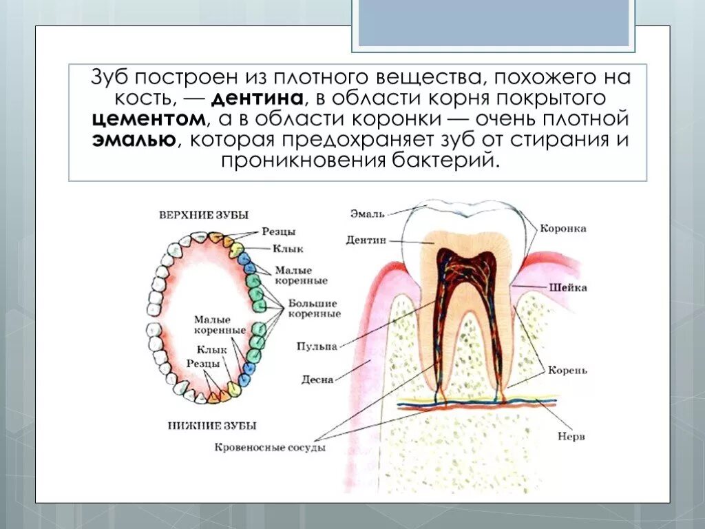 Зуб состоит. Вещество зуба. Зубы строение и функции. Вещество зуба. Структура зуба.
