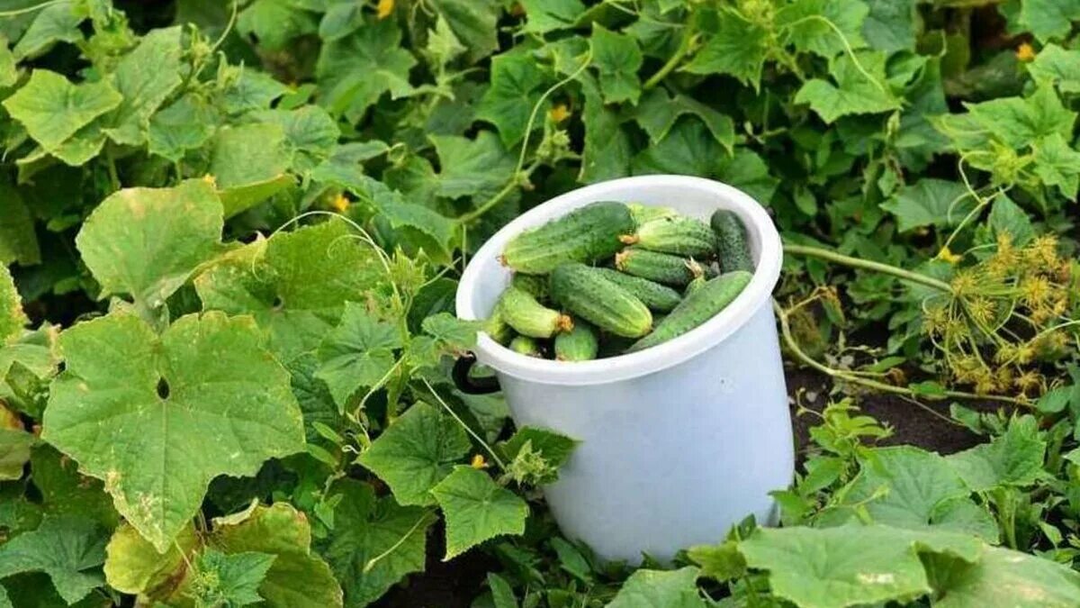 Рост огурца. Этапы роста огурца. Огурцы луховицкие. Рост огурцов. Стадии развития огурца.
