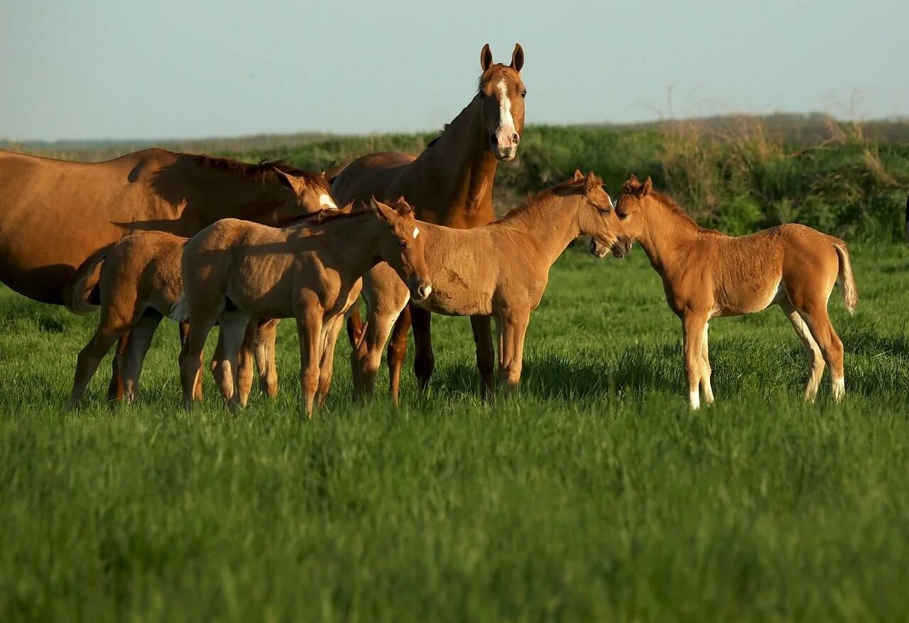 Буденновская порода лошадей рост. Коневодство в ростовской области. Лошади ростов. Дончаки конный завод донской. Чистокровный донской жеребец.