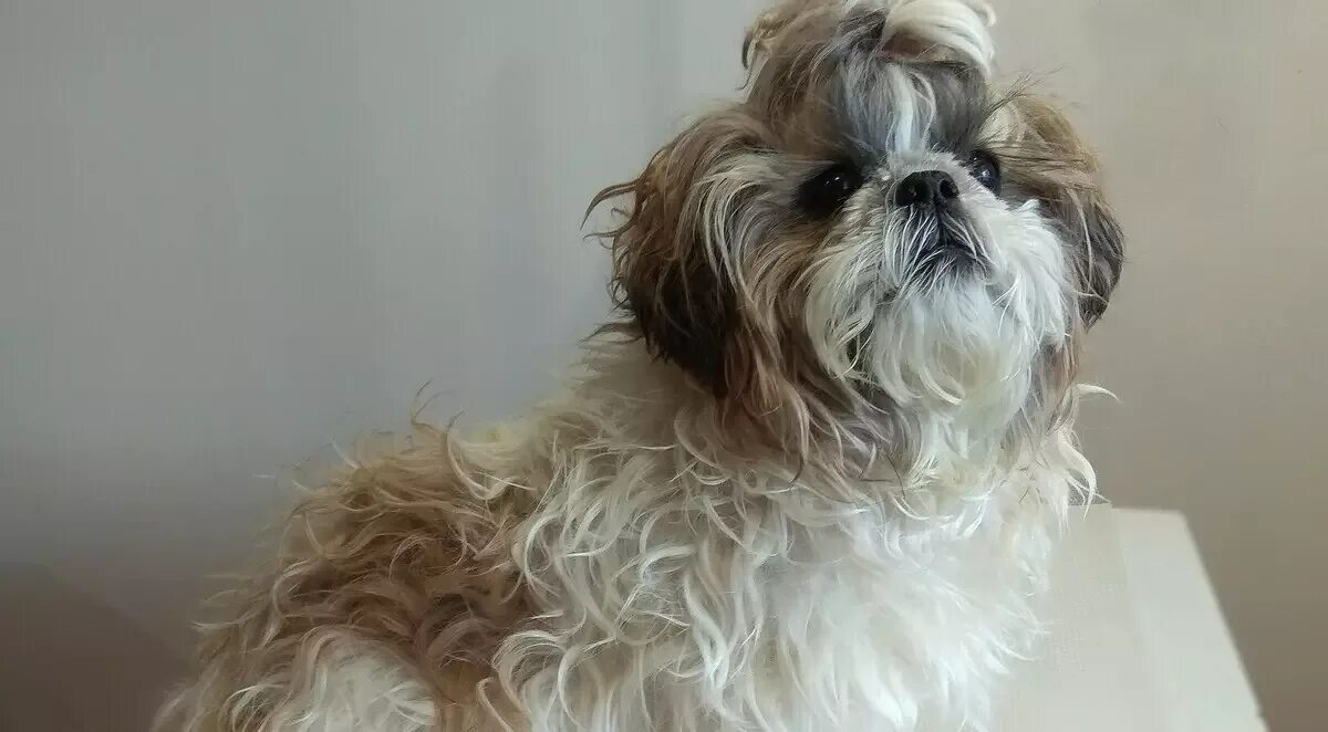 Шоколадный ши тцу. Ши тцу длинношерстные. Ши-тцу. Болонка шицу. Ши тцу хризантема.