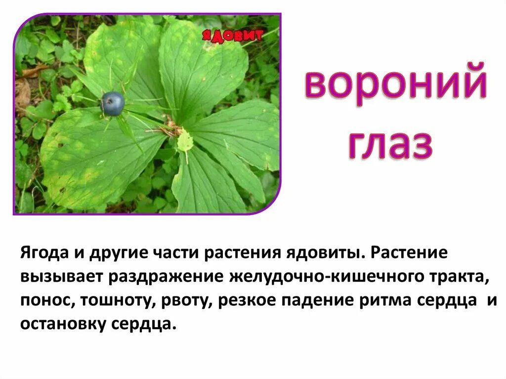 Презентация растение 2 класс окружающий мир. Рассказ о ядовитом растении. Ядовитые растения доклад. Сообщение о ядовитых растениях. Сообщение о ядовитых рас.