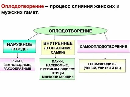 Переход к внутреннему оплодотворению