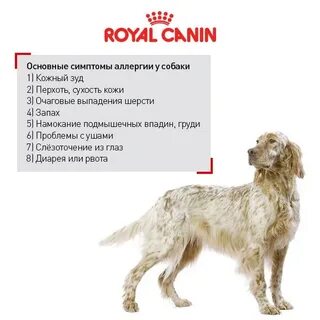 На каких животных нет аллергии